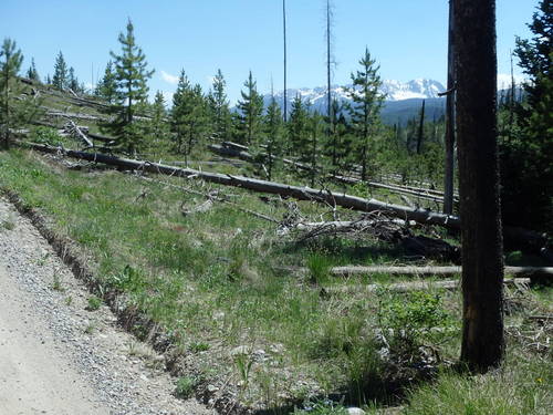 GDMBR: Remnants of an old Forest Fire.